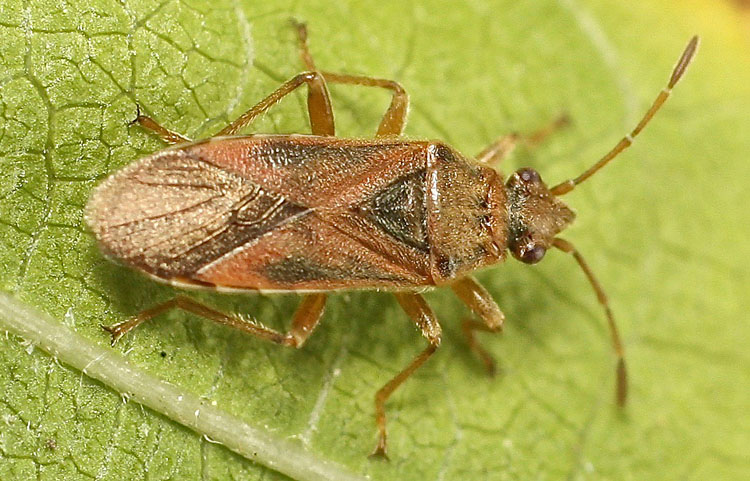 A Lygaeid species from Bulgaria, Lygaeidae: Arocatus longiceps